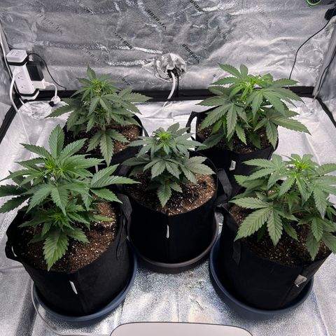 Strawberry Banana #2 growlog timeline photo