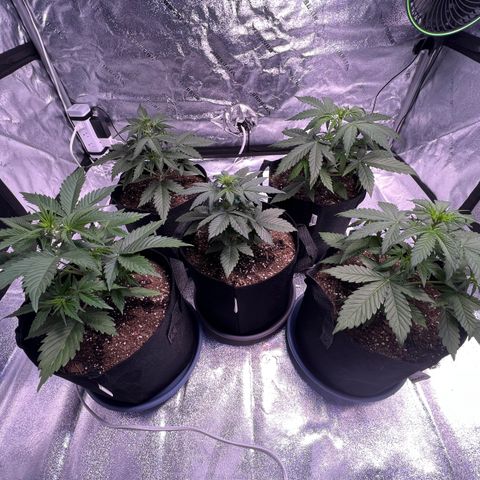 Strawberry Banana #2 growlog timeline photo