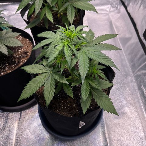 Strawberry Banana #1 growlog timeline photo