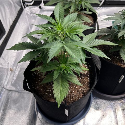 Strawberry Banana #2 growlog timeline photo