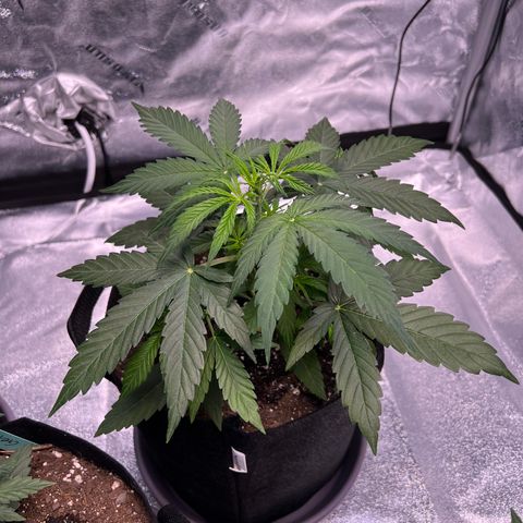 Gelato #1 growlog timeline photo