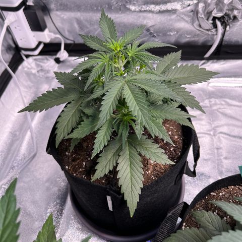 Gelato #2 growlog timeline photo