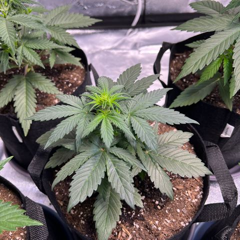 Gelato #3 growlog timeline photo