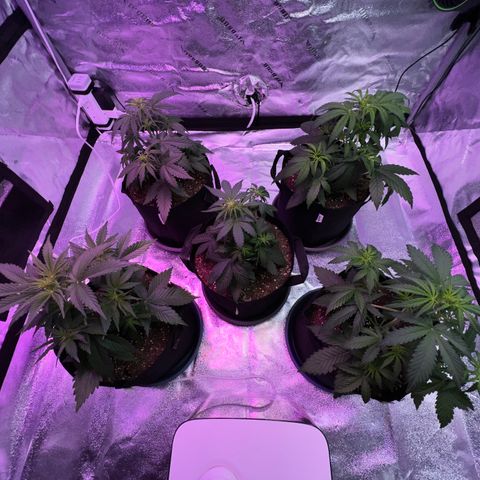 Strawberry Banana #2 growlog timeline photo