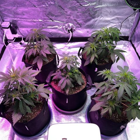 Strawberry Banana #2 growlog timeline photo