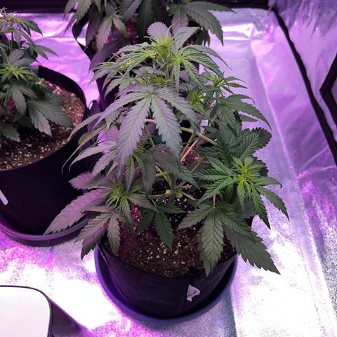 Strawberry Banana #1 growlog timeline photo
