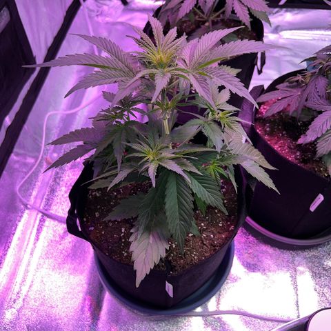 Strawberry Banana #2 growlog timeline photo