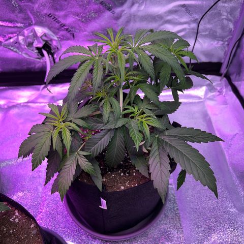 Gelato #1 growlog timeline photo