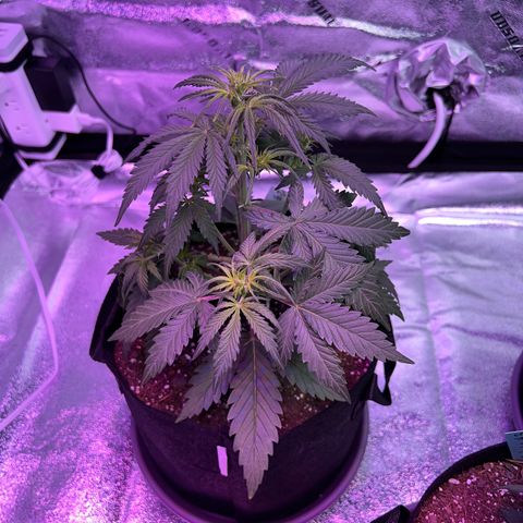 Gelato #2 growlog timeline photo