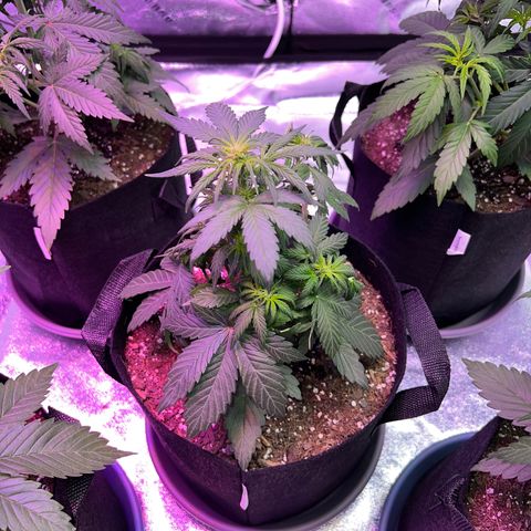 Gelato #3 growlog timeline photo