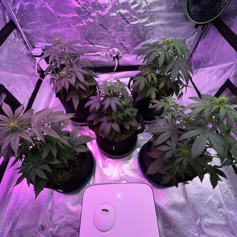 Strawberry Banana #2 growlog timeline photo