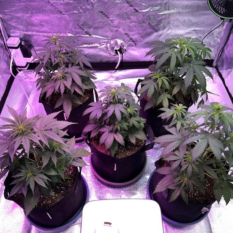 Strawberry Banana #2 growlog timeline photo