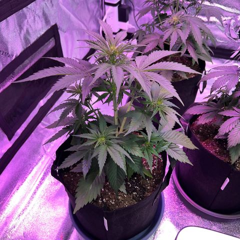 Strawberry Banana #2 growlog timeline photo