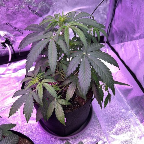 Gelato #1 growlog timeline photo