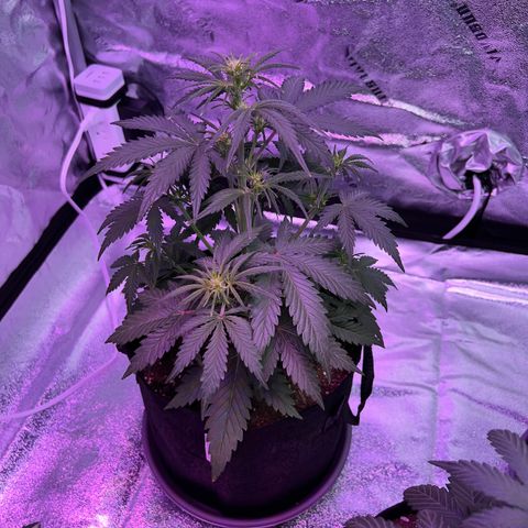 Gelato #2 growlog timeline photo