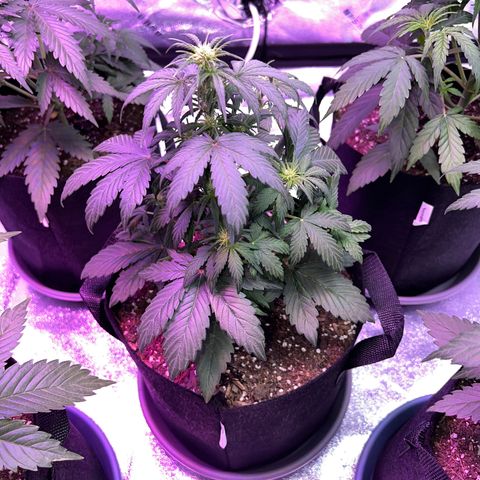 Gelato #3 growlog timeline photo