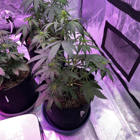 Strawberry Banana #1 growlog timeline photo