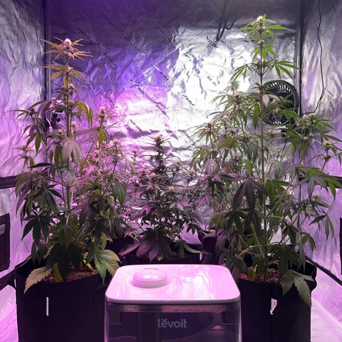 Strawberry Banana #2 growlog timeline photo
