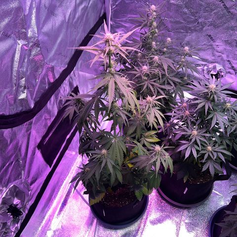 Strawberry Banana #2 growlog timeline photo