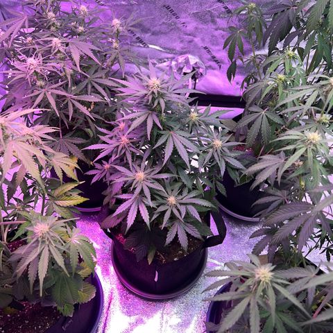 Gelato #3 growlog timeline photo