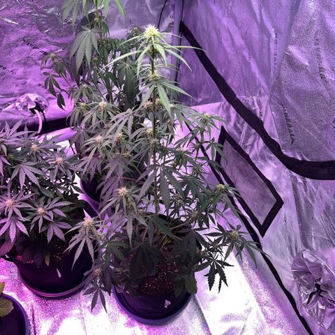 Strawberry Banana #1 growlog timeline photo
