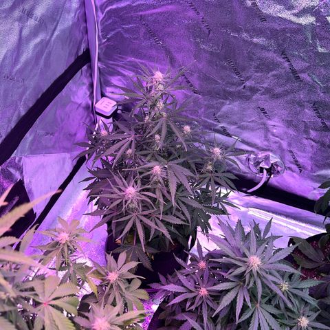 Gelato #2 growlog timeline photo