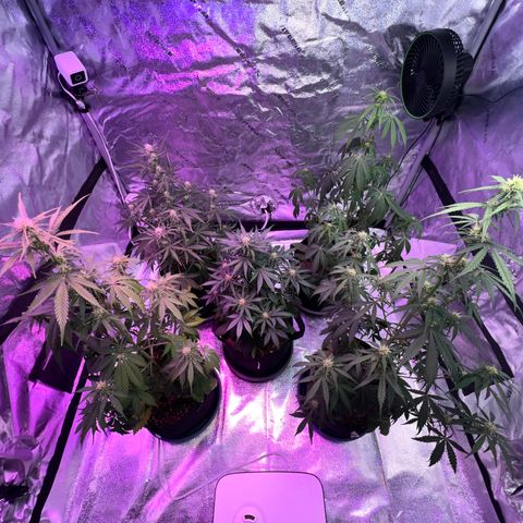 Strawberry Banana #2 growlog timeline photo
