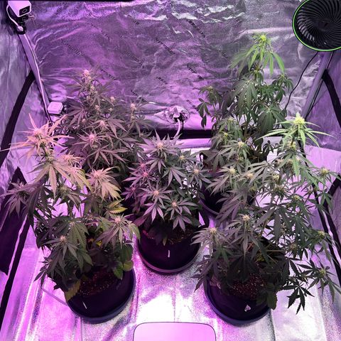 Strawberry Banana #2 growlog timeline photo
