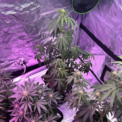 Gelato #1 growlog timeline photo
