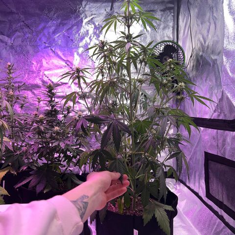 Strawberry Banana #2 growlog timeline photo