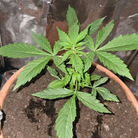Delilah  growlog timeline photo