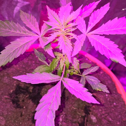 Delilah  growlog timeline photo