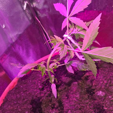 Delilah  growlog timeline photo