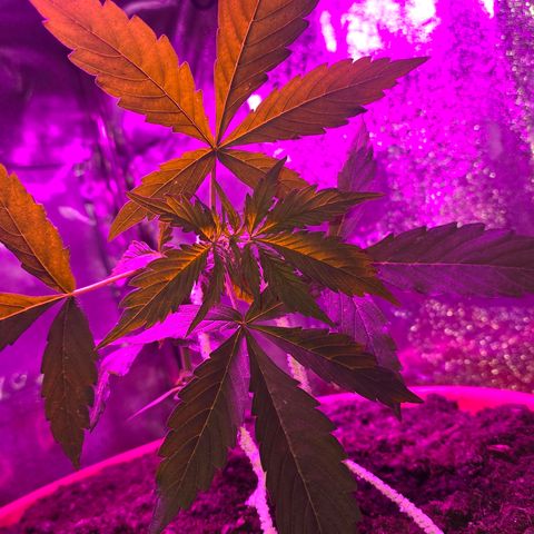 Delilah  growlog timeline photo