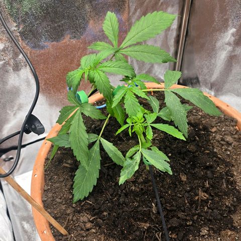 Delilah  growlog photo: Blev uppmärksam på dom vita prickarna på ett utav bladparen som möjligtvis kan vara trips som måste undersökas idad