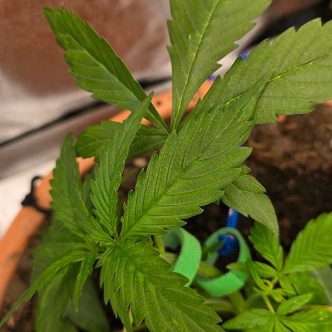 Delilah  growlog photo: Blev uppmärksam på dom vita prickarna på ett utav bladparen som möjligtvis kan vara trips som måste undersökas idad