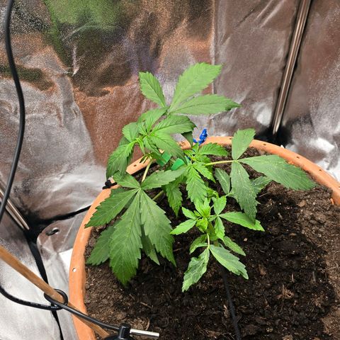 Delilah  growlog photo: Blev uppmärksam på dom vita prickarna på ett utav bladparen som möjligtvis kan vara trips som måste undersökas idad