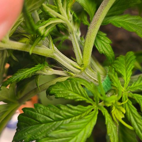 Delilah  growlog photo: First day seeing hair's on it