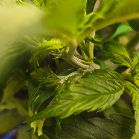 Delilah  growlog photo: First day seeing hair's on it