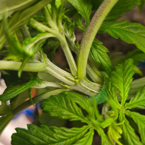 Delilah  growlog photo: First day seeing hair's on it