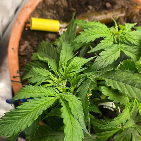 Delilah  growlog photo: First day seeing hair's on it