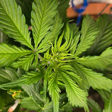 Delilah  growlog photo: First day seeing hair's on it