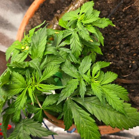 Delilah  growlog photo: First day seeing hair's on it