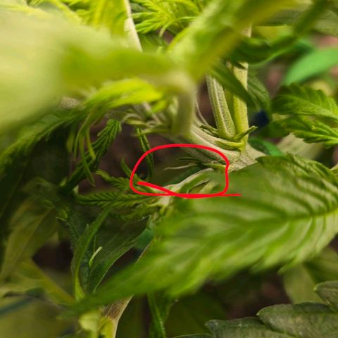 Delilah  growlog photo: First day seeing hair's on it