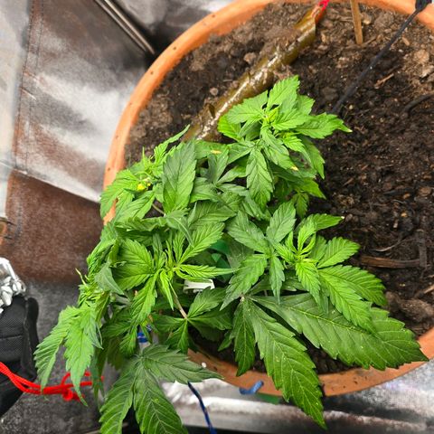 Delilah  growlog photo: First day seeing hair's on it