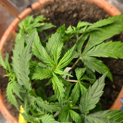 Delilah  growlog photo: First day seeing hair's on it