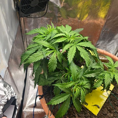 Delilah  growlog timeline photo