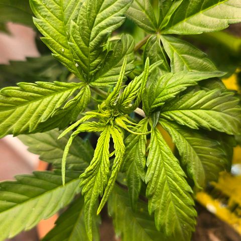 Delilah  growlog timeline photo