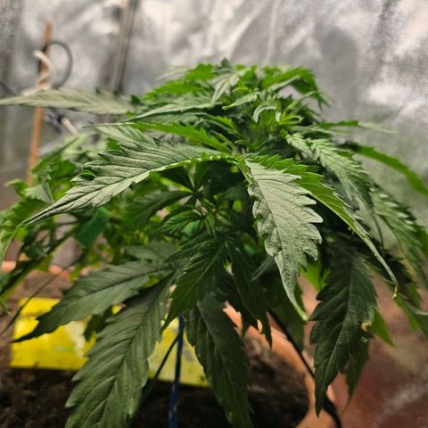 Delilah  growlog timeline photo