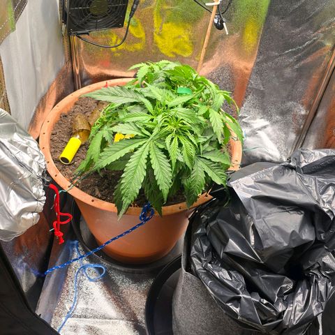 Delilah  growlog timeline photo